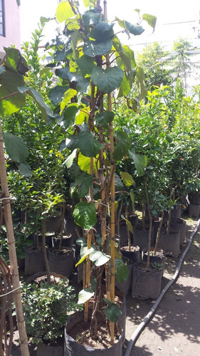 Kiwis (frutales). Actinidia Deliciosa. Grosella China.