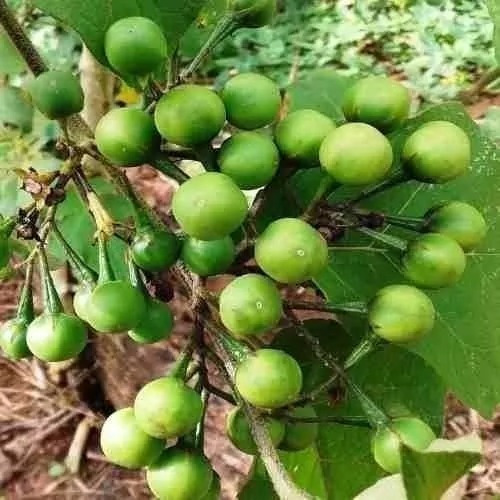 Sementes De Jurubeba / Solanum Paniculatum Frete Grátis