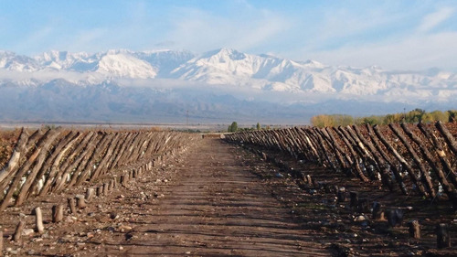 Terreno En Venta Viñedo 28 Has En Mendoza