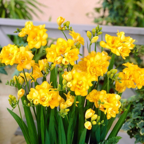 10 Fresias Dobles Surtidas!