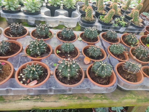1 Muda De Cacto Echinopsis Tubiflora Lindo E Saudável Pt 8