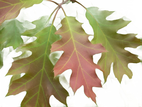 Arbol De Roble Grande - Excelente - E.gratis Caba Y Gba