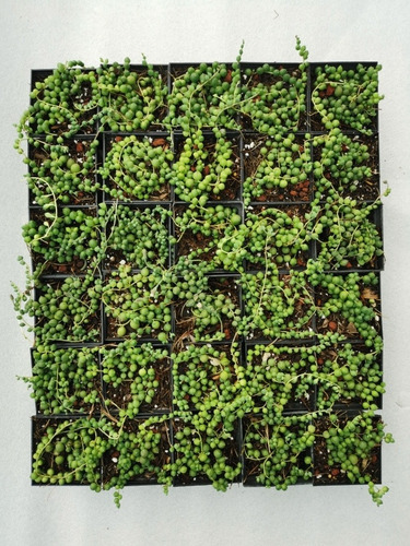 Imagen 5 de 11 de Suculenta Rosario (senecio Rowleyanus) 30 Pzas Envío Dhl