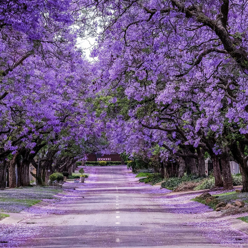 Árbol De Jacaranda Morada ( Mimosifolia ) Más Semillas  