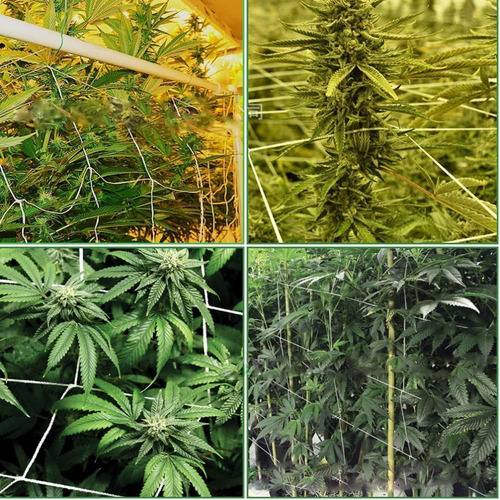 Tile Plant Resistance Vine Network, 2 Unidades