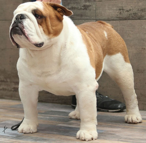 Imagen 1 de 7 de Monta Bulldogs Ingles Sementales Muy Buen Pedigree!!
