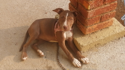 Cachorrita Pitbull 2 Meses De Edad 