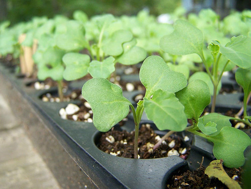 Las Semillas De Brócoli Orgánico A La Germinación De Comida