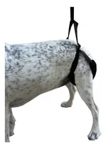 Comprar Arnes  Displasia Perros, Ortopedia Canina, 