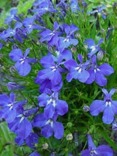 Sementes De Lobelia Erinus / Lobélia Azul 0,05g