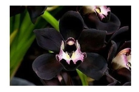 Orquídea Negra Cymbidium Kiwi Midnight * Adulta * | Parcelamento sem juros