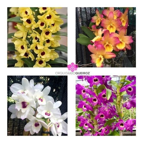 6 Mudas Orquídea Dendrobium Nobile Rosa*(olhos De Boneca)* | Parcelamento  sem juros