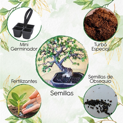 5 Semillas De Bonsái Búcaro + Mini Kit De Germinación