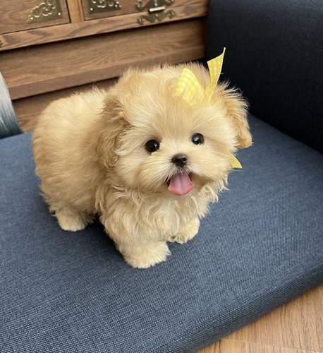 Peludos Maltipoo De Bolsillo Cachorros 