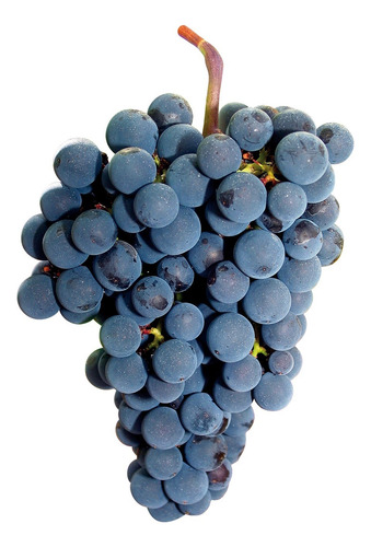 1 Uva Merlot Y 1 Uva Cabernet 