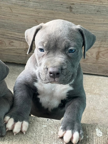 Pitbull Blue Cachorros Calidad Pura Gris