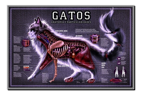 Poster Gato 40x60cm Veterinário Mapa Pet Estudo Plastificado