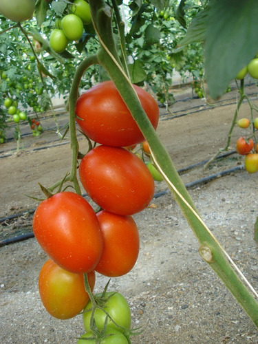 Semillas Orgánicas De Tomate Perita