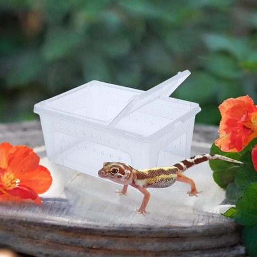 Casa De De Reptiles De Reptiles De Reptiles De Medio