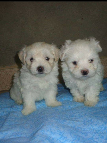 Cachorros Bichón Habanero Minitoy 