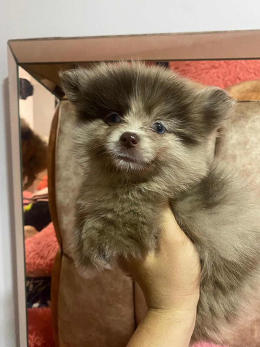 Pomsky Choco Merle Exotic Disponible Para Entrega Inmediata