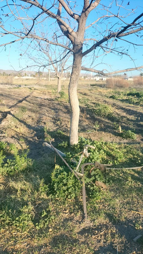 Terreno En Venta Col. Palmeras En Parras De La Fuente, Coahuila