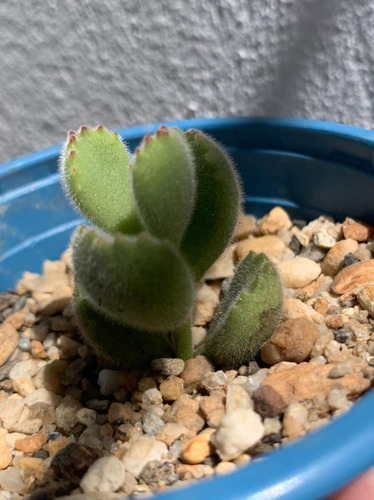 Cotyledon Tomentosa Garra De Oso