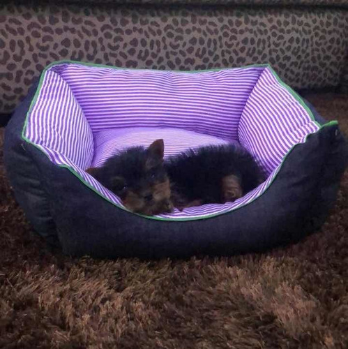 Yorkshire Terrier Macho Mini Retíralo Hoy