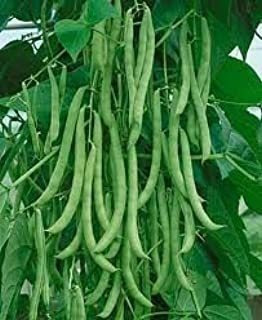 Polo Beans Blue Lake Por Stonysoil Seed Company