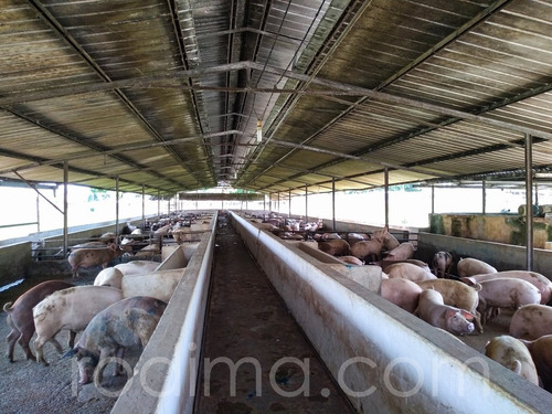 Imagen 14 de 29 de Granja Agrícola Y Porcina Turmero, De 5.7 Hectáreas 04123465023