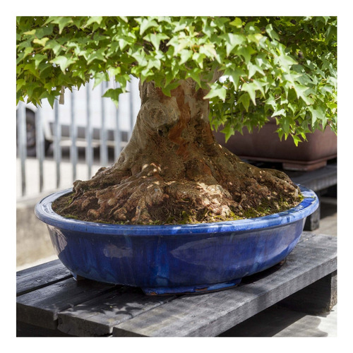 Muda De Acer Buergerianum - Tridente - Kaede - Maple Raro
