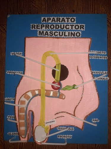 Maqueta Aparato Reproductor Masculino En Material Reciclado 