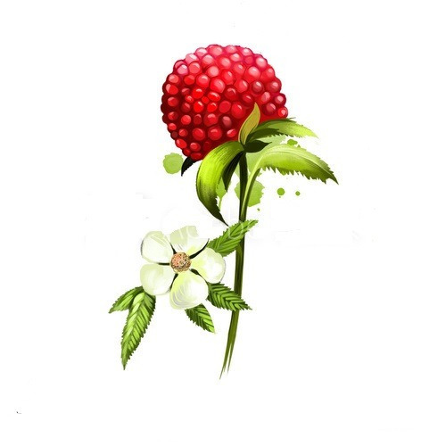 40 Sementes Amora Australiana Rubus Rosifolius