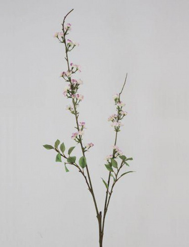 Cherry Blossom Eterno 1.15cm