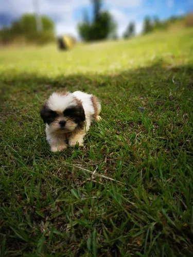 Perros Cachorros Shih Tzu Chitsu Shizu Chizu Perritos Puppy