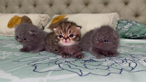 Gatos Persas Machos
