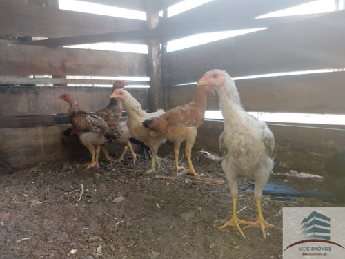 Imagem 18 de 30 de Granja A Venda Em Macaíba