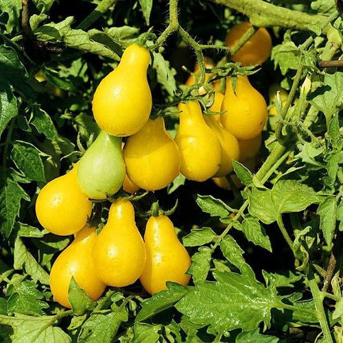 Semillas De Tomate Cherry Perita Amarillo 