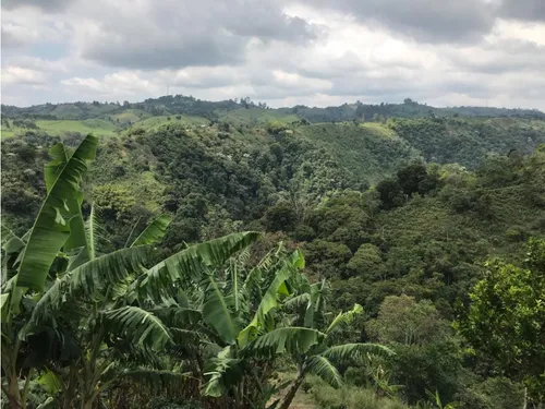 Venta Finca Productiva Cafe Platano Pasto Circasia - 23 Cuadras