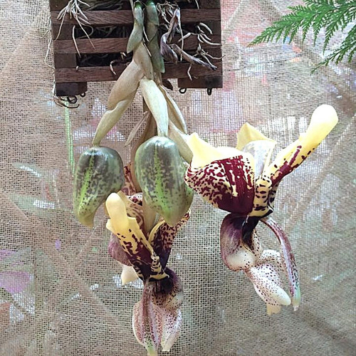 Stanhopea Tigrina Adulta Orquídea Passarinho Rara Exótica