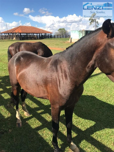 Imagem 15 de 15 de Fazendas À Venda Em Presidente Olegario/mg - Compre O Seu Fazendas Aqui! - 1430789