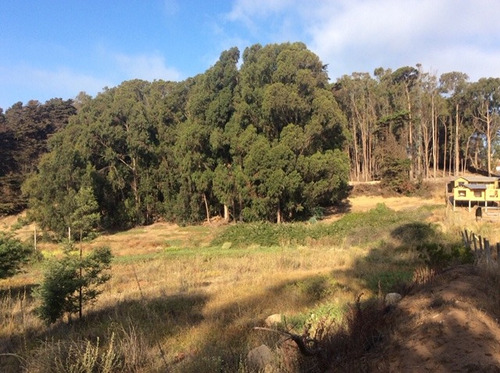 Terreno De 7.428 Mt A 200 Mt De Bajada Playa Caucau, Horcon