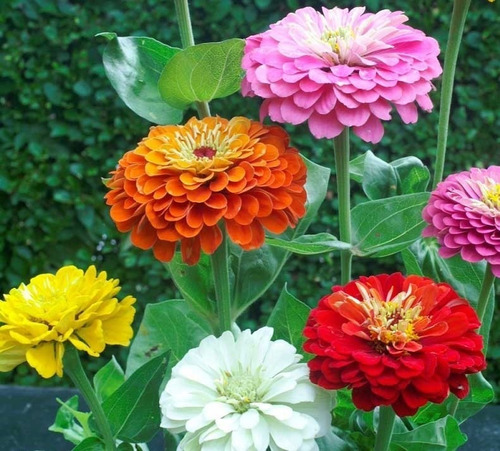 Imagen 3 de 6 de Semillas Flores Zinnias Doble Pompón X Sobre A Toda Huerta