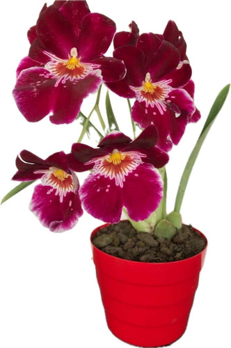 Miltonia-orquídea