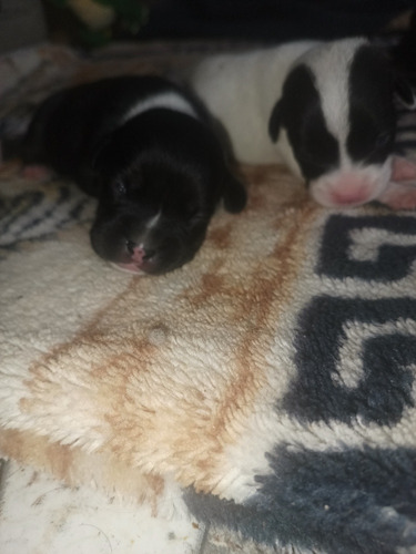 Cachorros American Bully