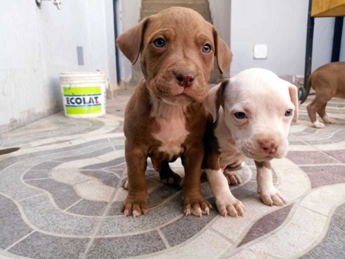Imagen 3 de 5 de Vendo Cachorros Pitbull