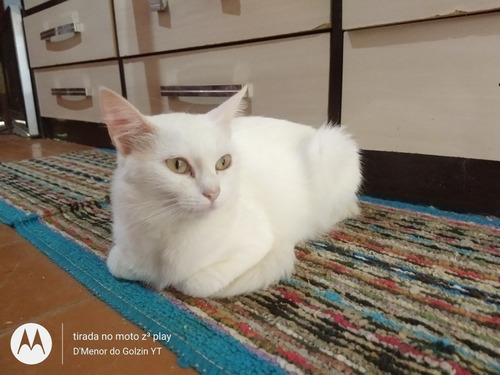 Imagem 4 de 10 de Gato Angorá X Siamês Filhote (leia Descrição)