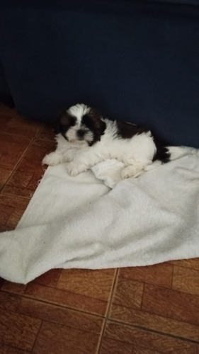 Vendo Cachorto Shiz Tzu Macho Com 40 Dias Ainda Nso Tomou A