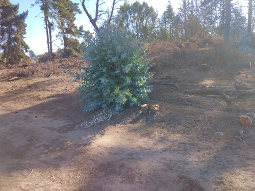 Reñaca, Los Pinos, A 2 Cuadras De Avda. Gastón Hamel