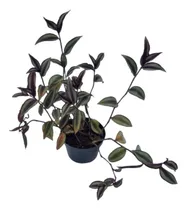 Comprar Kit 10 Lambari Roxo Tradescantia Zebrina Jardim Vertical P10